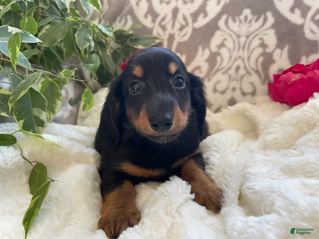 Miniature Dachshund dogs for sale: Corbin - Ad 6