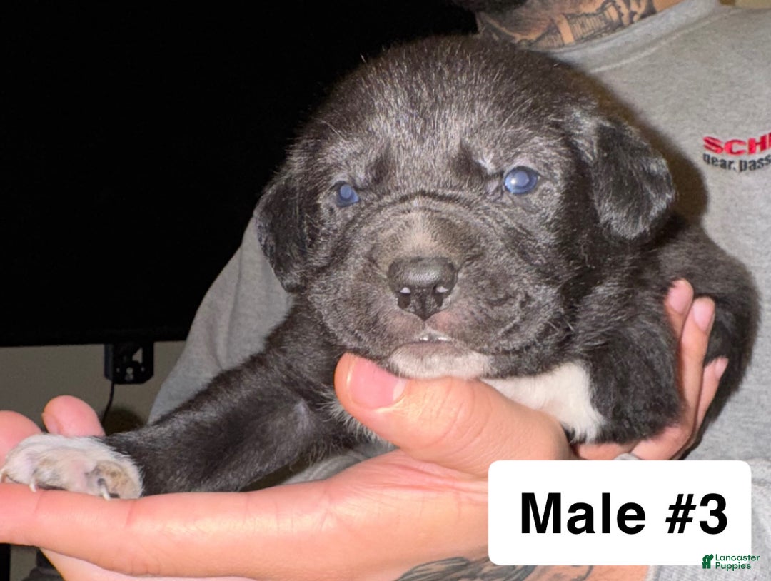 Mixed Breed dogs for sale: Mixed Breed Puppy 3 - Ad 2