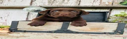 Labrador Retriever dogs for sale: Tom - Ad 7