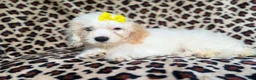 Cockapoo dogs for sale: Oakley - Ad 8