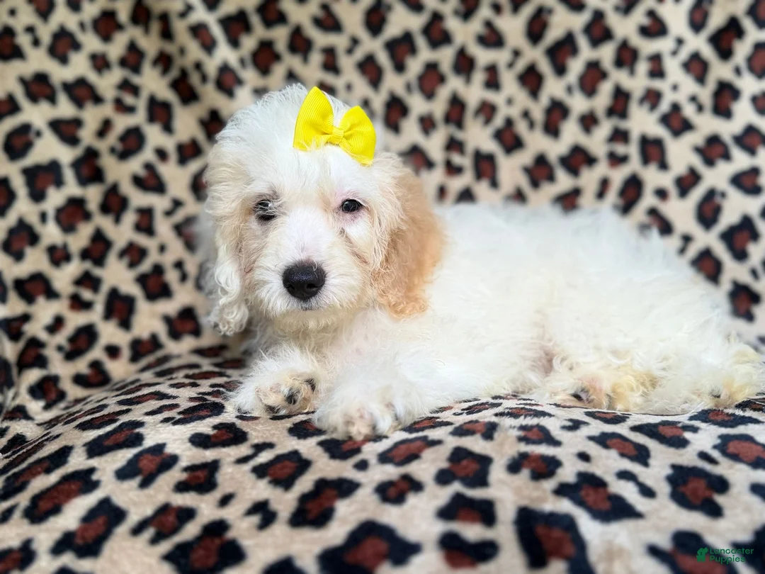 Cockapoo dogs for sale: Oakley - Ad 8