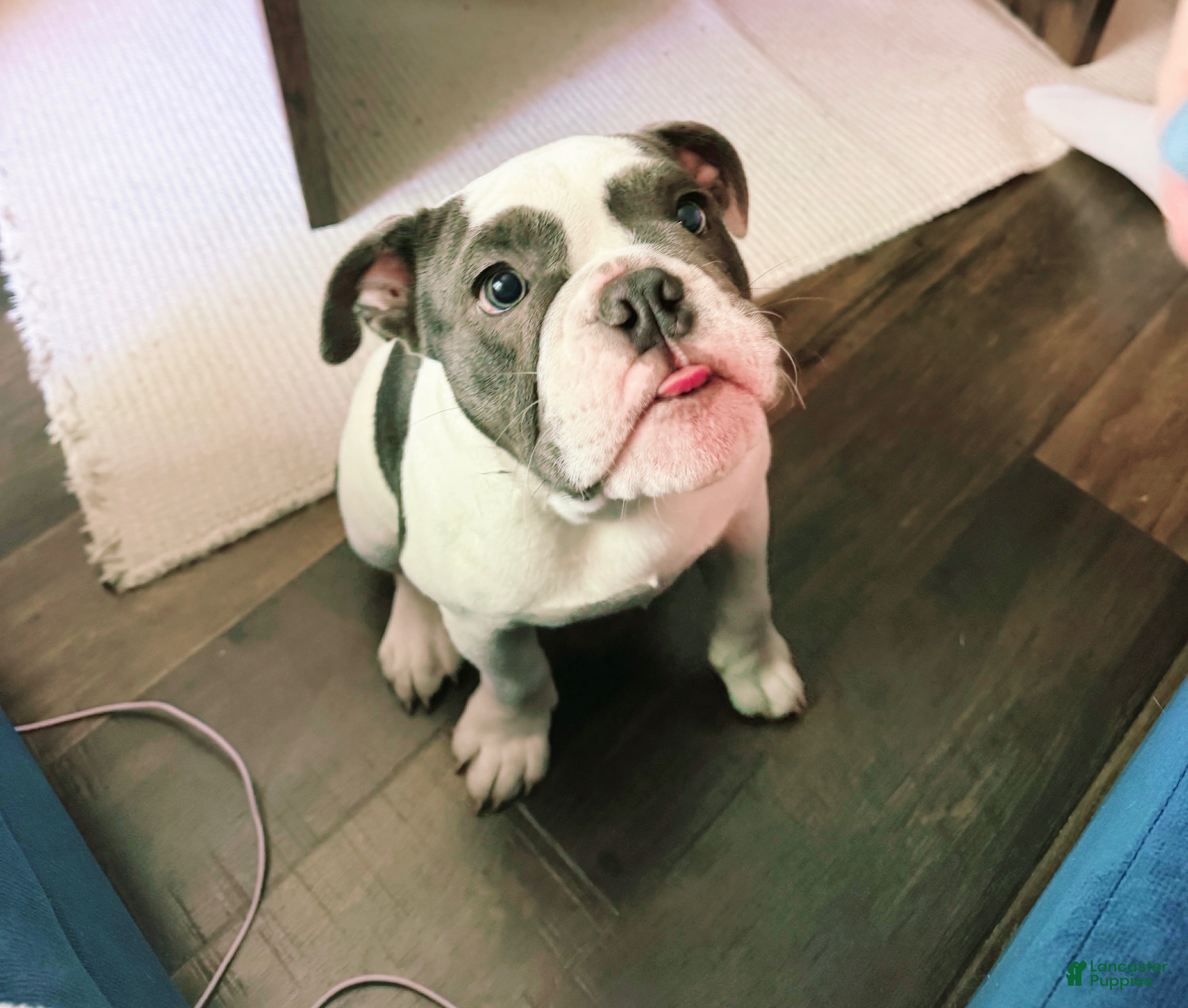 English Bulldog dogs Old English Bulldog Puppy 6 - Ad 30