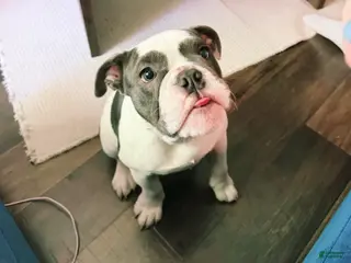 English Bulldog dogs Old English Bulldog Puppy 6 - Ad 39