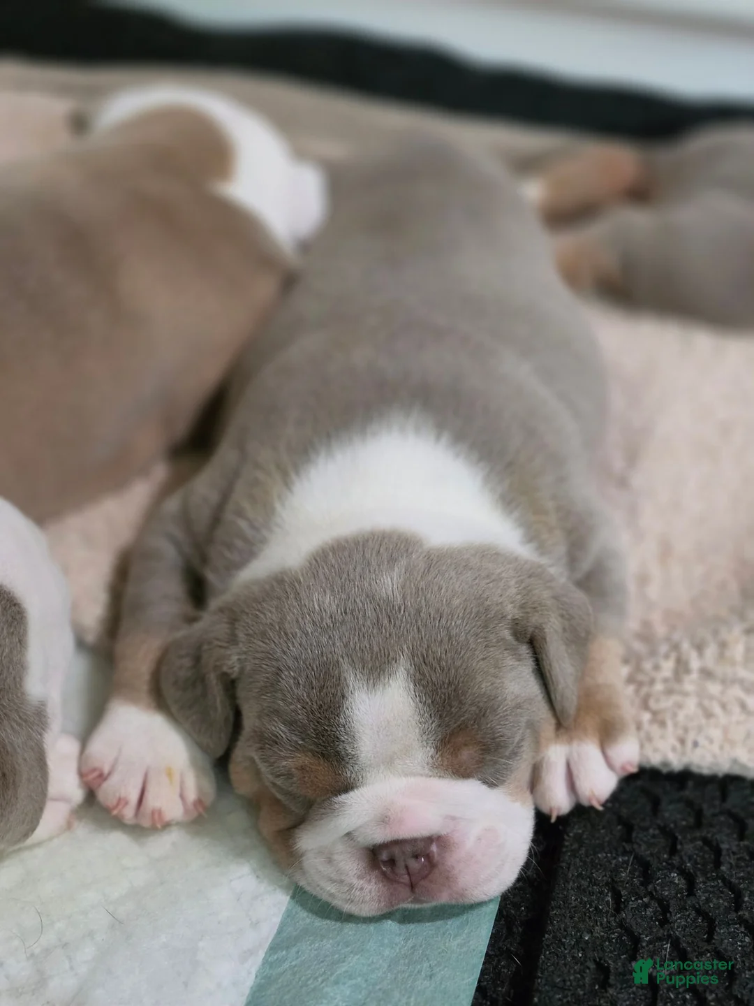 Olde English Bulldogge dogs for sale: Olde English Bulldogge 2 - Ad 1