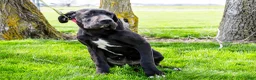 Great Dane dogs for sale: Carol - Ad 10