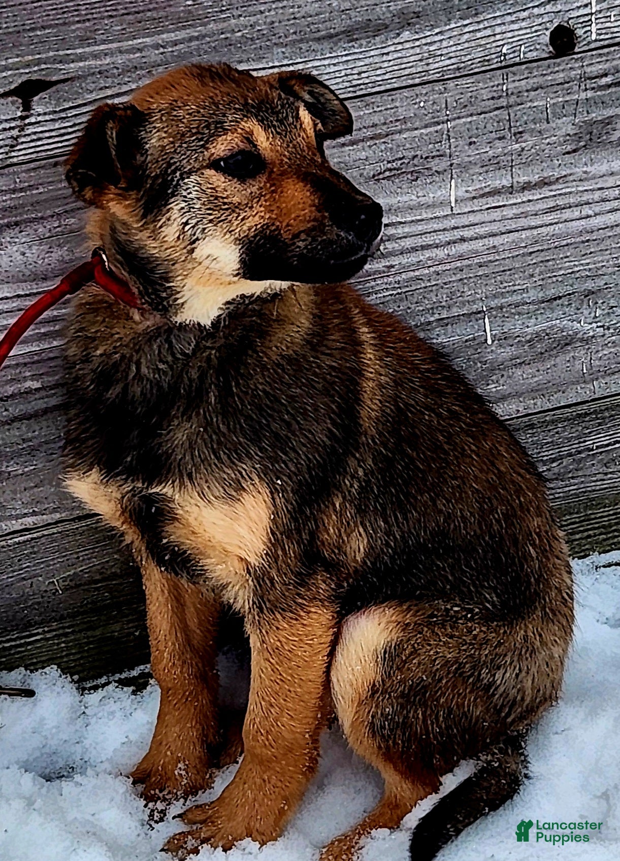 Gerberian Shepsky dogs Gerberian Shepsky Puppy 1 - Ad 2