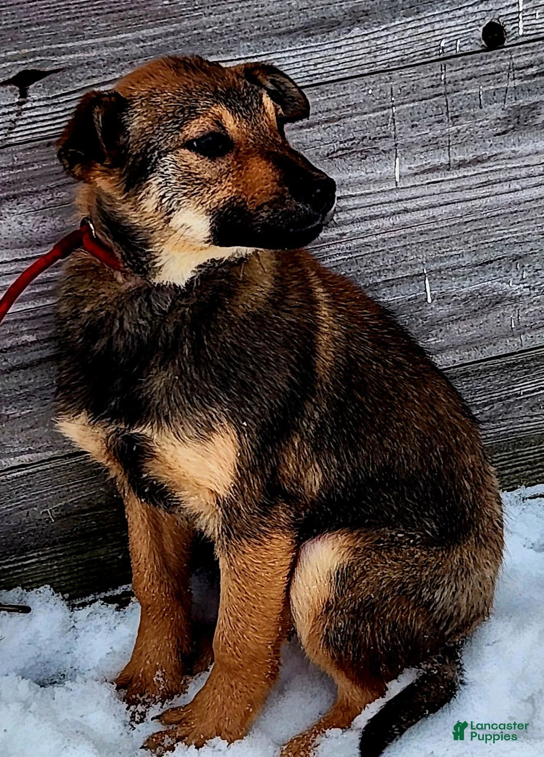 Gerberian Shepsky dogs for sale: Gerberian Shepsky Puppy 1 - Ad 2