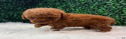 Toy Poodle dogs for sale: Phoenix  - Ad 10