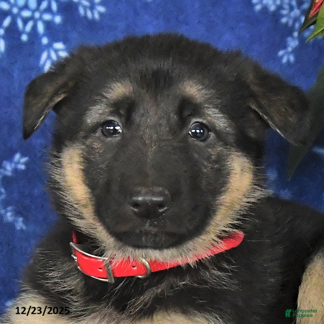 German Shepherd dogs for sale: Nina - Ad 7