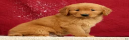 Golden Retriever dogs for sale: Marshall - Ad 3