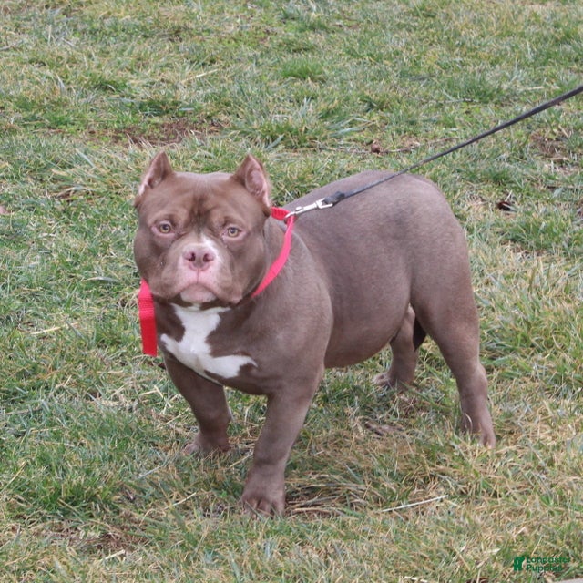 American Bully dogs Rocky - Ad 1