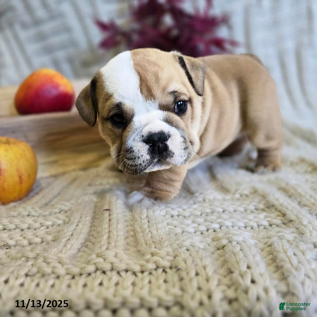 English Bulldog dogs for sale: Bear - Ad 17