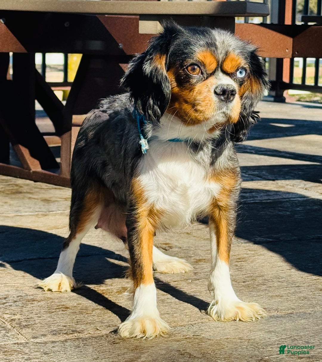 Cavalier King Charles Spaniel dogs for sale: Pearl  - Ad 7