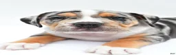 Beabull dogs for sale: Carson - Ad 3
