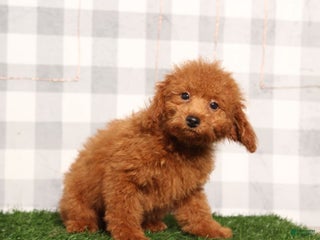 Miniature Poodle dogs - Ad 4