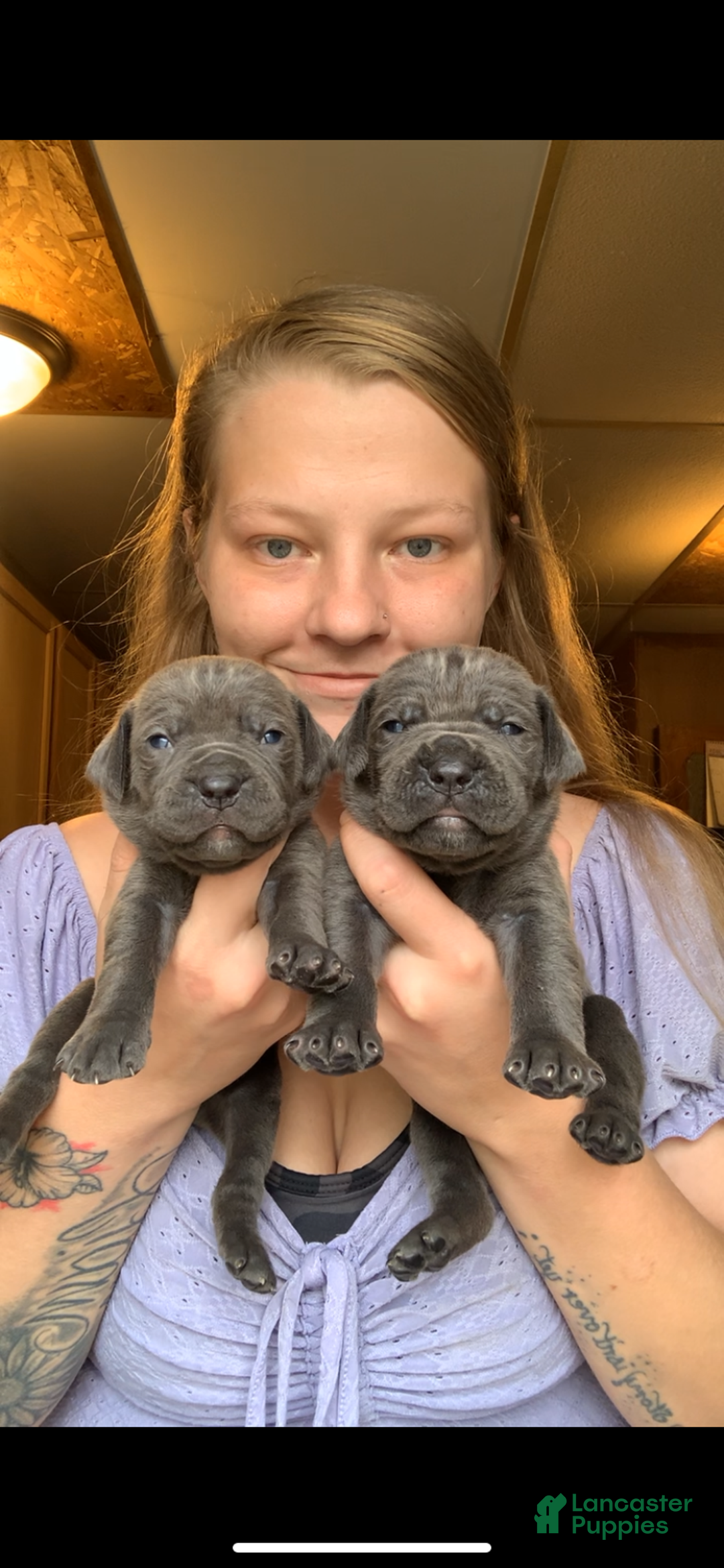 Cane Corso dogs for sale: Cane Corso Puppy 11 - Ad 2
