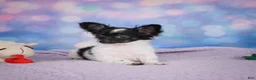 Chihuahua dogs for sale: SKYE - Ad 3
