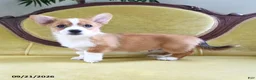 Welsh Corgi Pembroke dogs for sale: Carmen - Ad 9