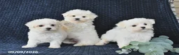 Maltese dogs for sale: Tessie - Ad 5