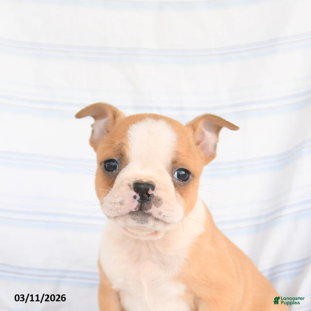 Boston Terrier dogs for sale: Archie - Ad 5