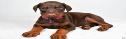 Doberman Pinscher dogs for sale: Lori - Ad 2