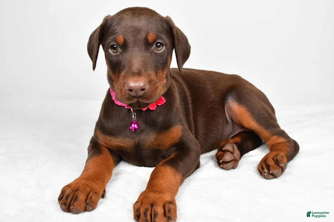 Doberman Pinscher dogs for sale: Lori - Ad 2