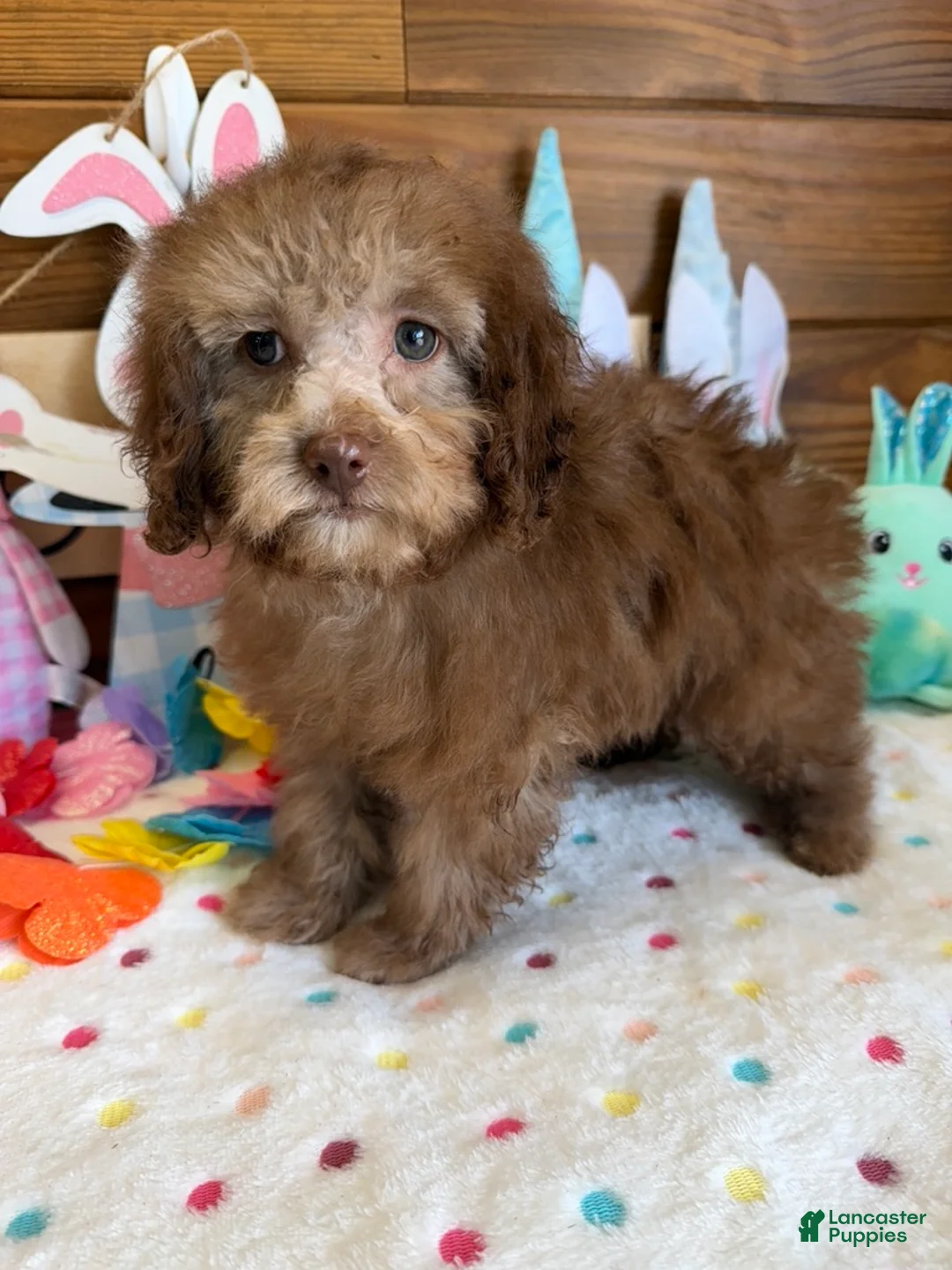 Cockapoo dogs for sale: Bear - Ad 2