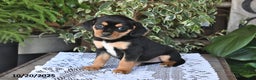 Mixed Breed dogs for sale: Roxie - Ad 4