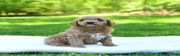 Mini Goldendoodle dogs for sale: Patches - Ad 2