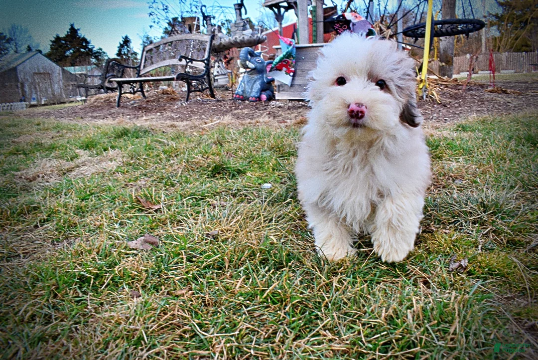 Havapoo dogs for sale: Wiggles - Ad 24