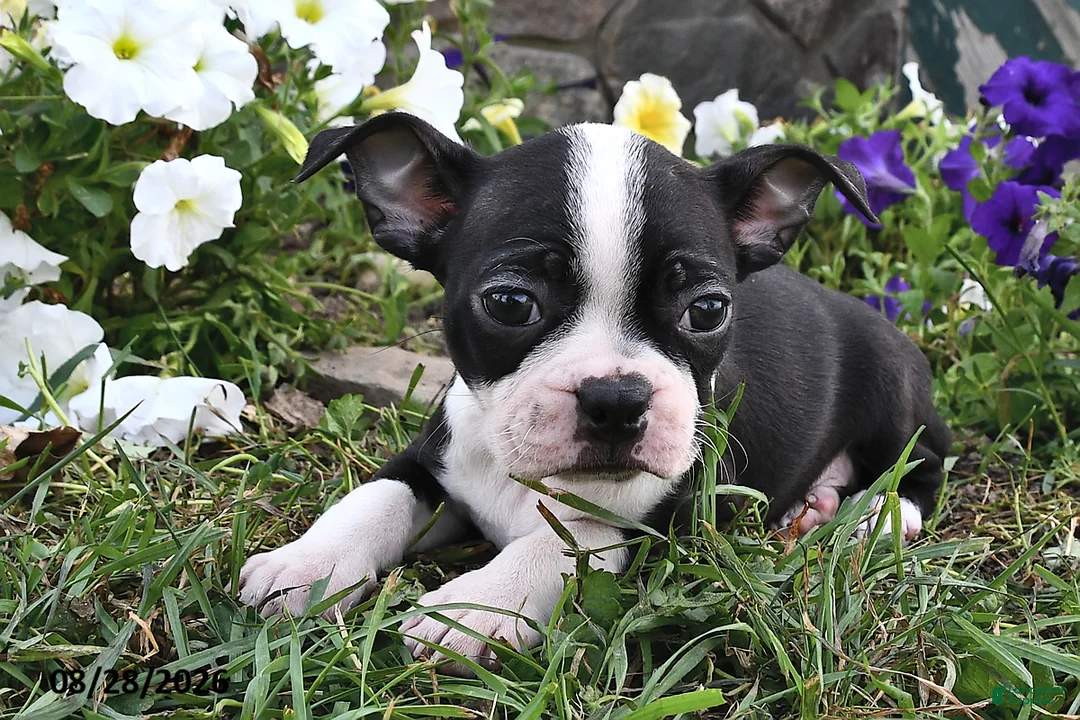 Boston Terrier dogs for sale: Sofia - Ad 1