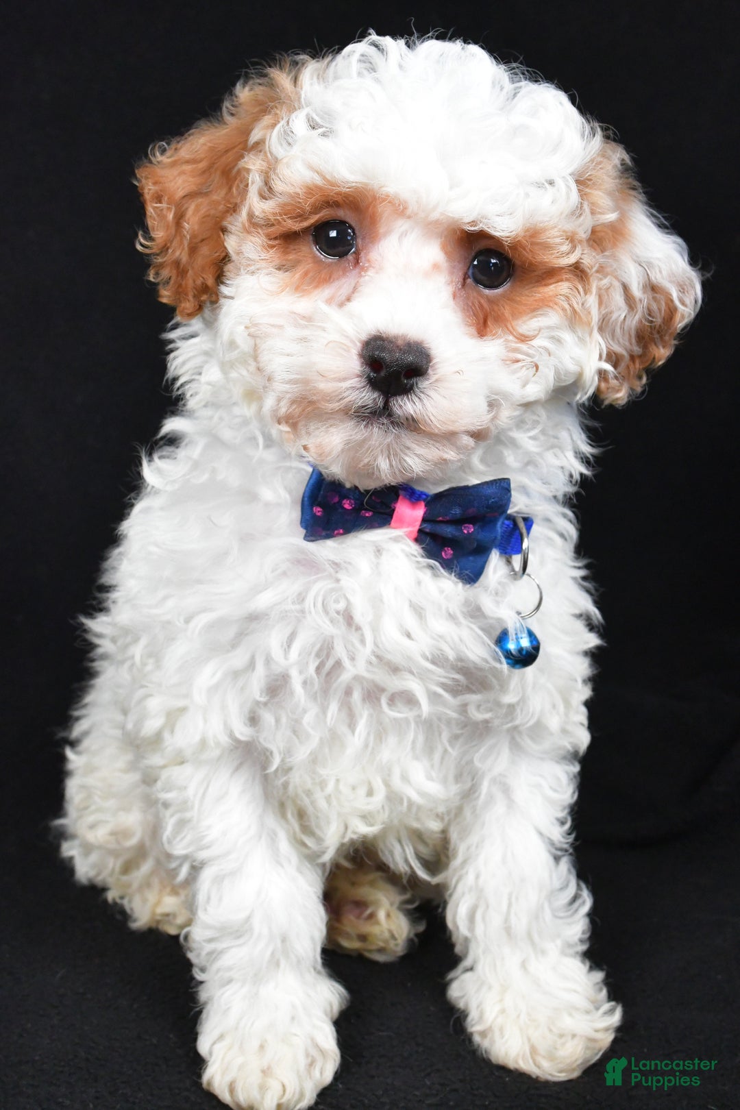 Miniature Poodle dogs for sale: Diamond - Ad 4