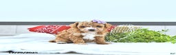Toy Poodle dogs for sale: Hope - Ad 3