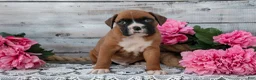 Boxer dogs for sale: Benji - Ad 3