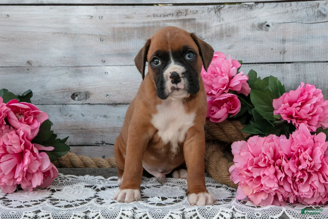 Boxer dogs for sale: Benji - Ad 3