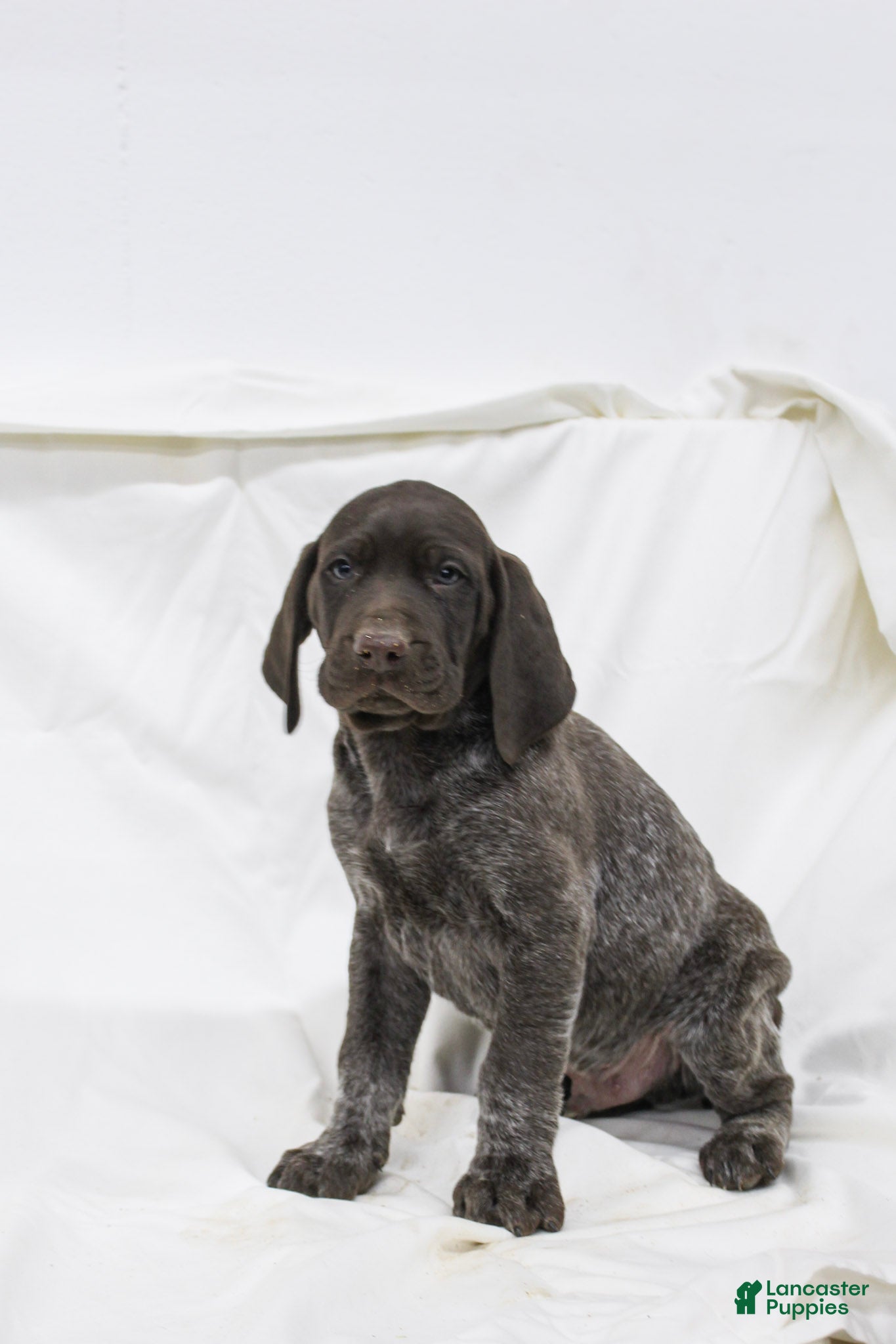 German Shorthaired Pointer dogs Rocky - Ad 23