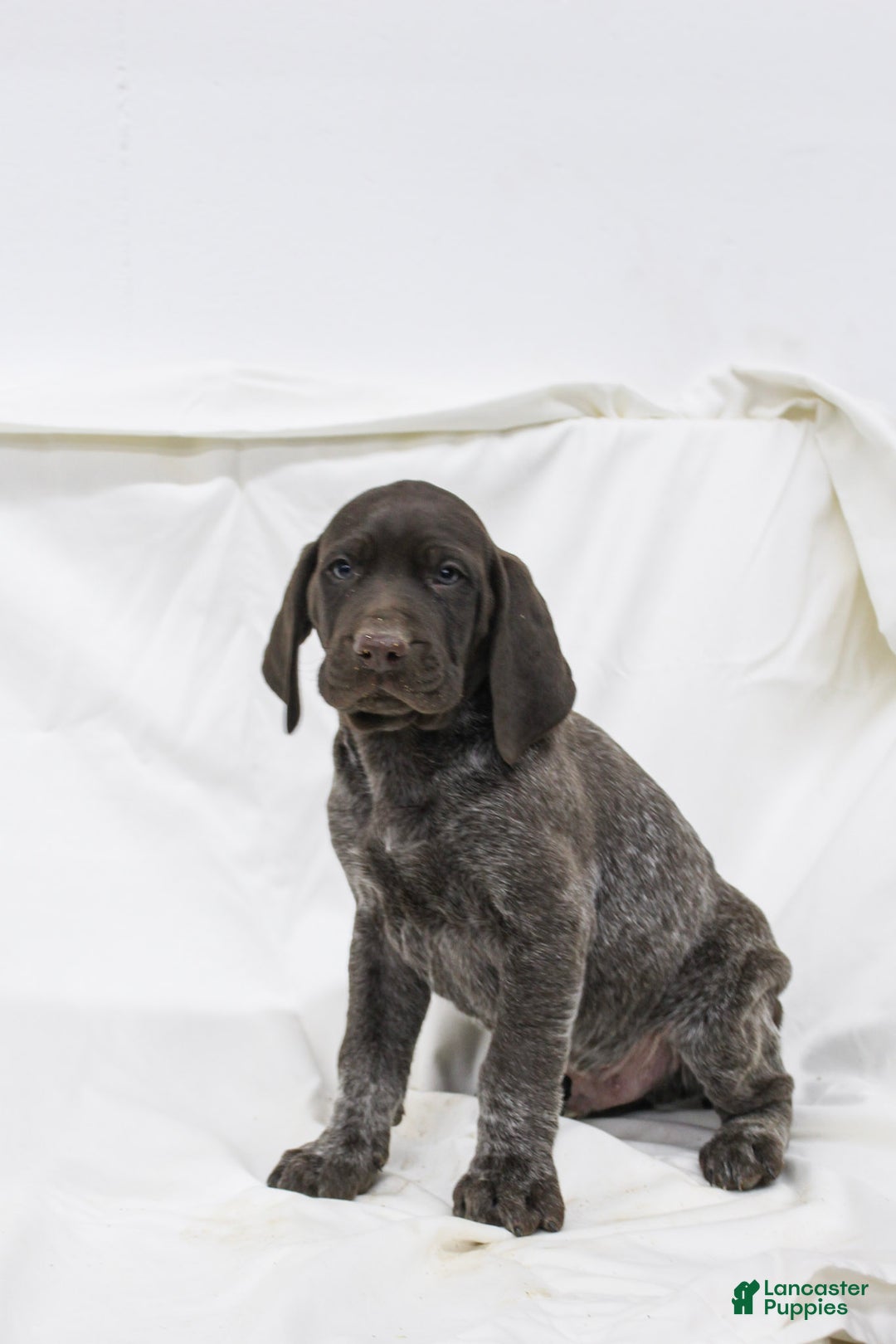 German Shorthaired Pointer dogs for sale: Rocky - Ad 1