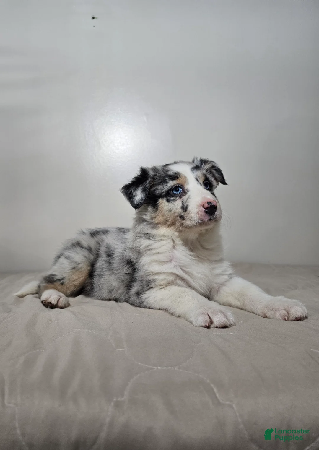 Australian Shepherd dogs for sale: Ellie - Ad 5