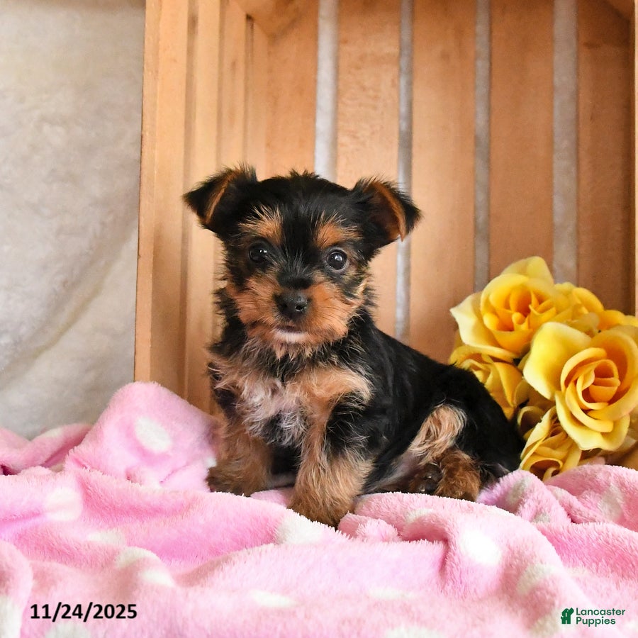 Yorkshire Terrier dogs Holly - Ad 10