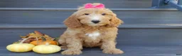 Mini Goldendoodle dogs for sale: Ginger - Ad 5