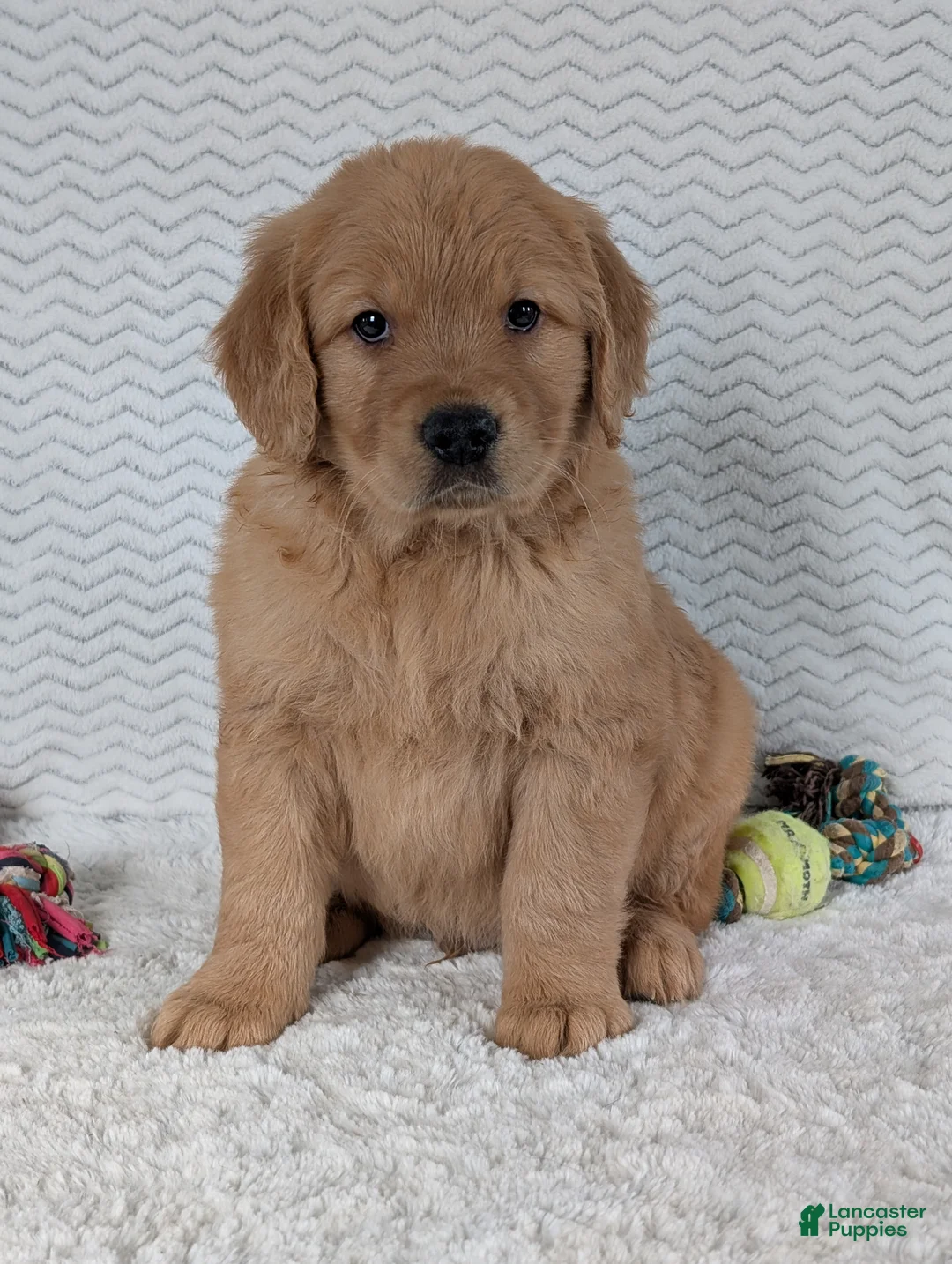 Golden Retriever dogs for sale: Parker  - Ad 17