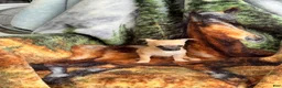 Chihuahua dogs for sale: Chihuahua Puppy 1 - Ad 8