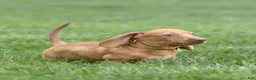 Miniature Dachshund dogs for sale: Mylan Miniature Dachshund  - Ad 3