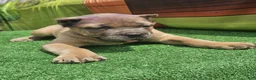 Cane Corso dogs for sale: ZEUS - Ad 17