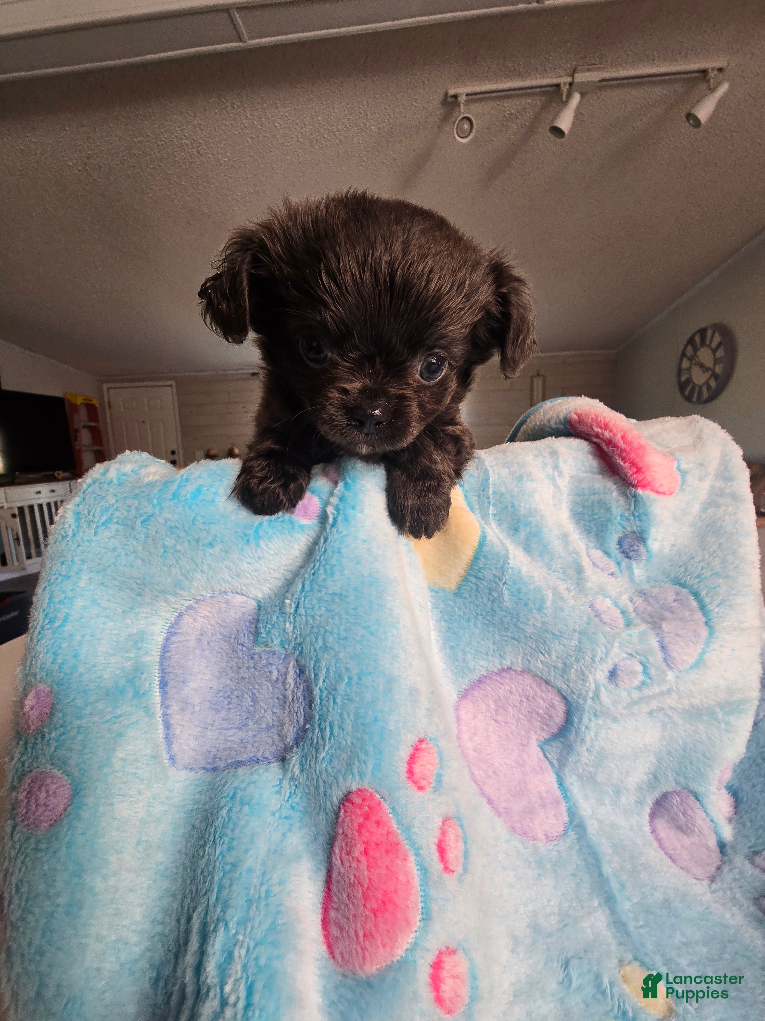 Chihuahua dogs landon - Ad 41