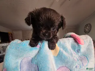 Chihuahua dogs landon - Ad 42