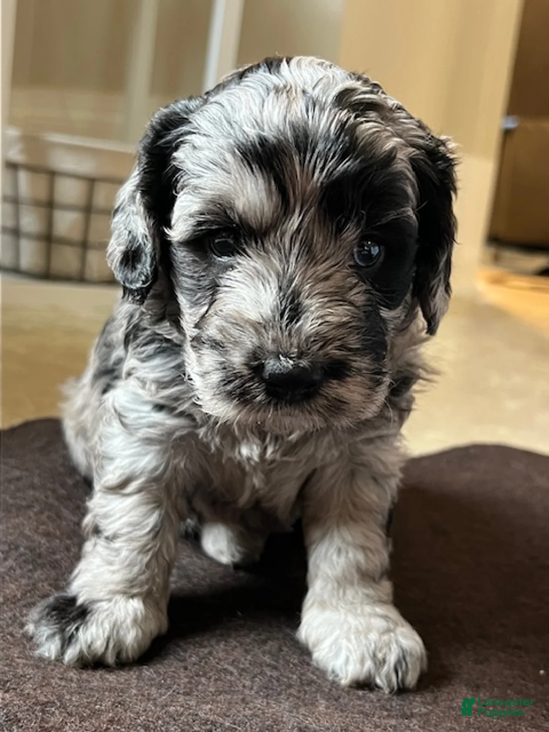 Mini Goldendoodle dogs for sale: Poppi Mini Goldendoodle Puppy  - Ad 1
