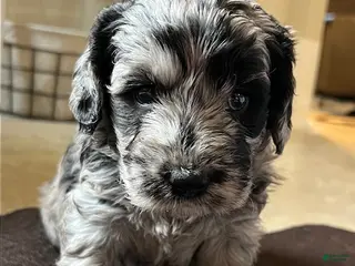 Mini Goldendoodle dogs for sale: Poppi Mini Goldendoodle Puppy - Ad 3