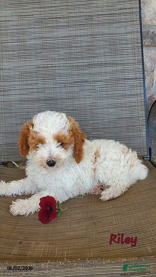 Toy Poodle dogs for sale: Riley - Ad 9