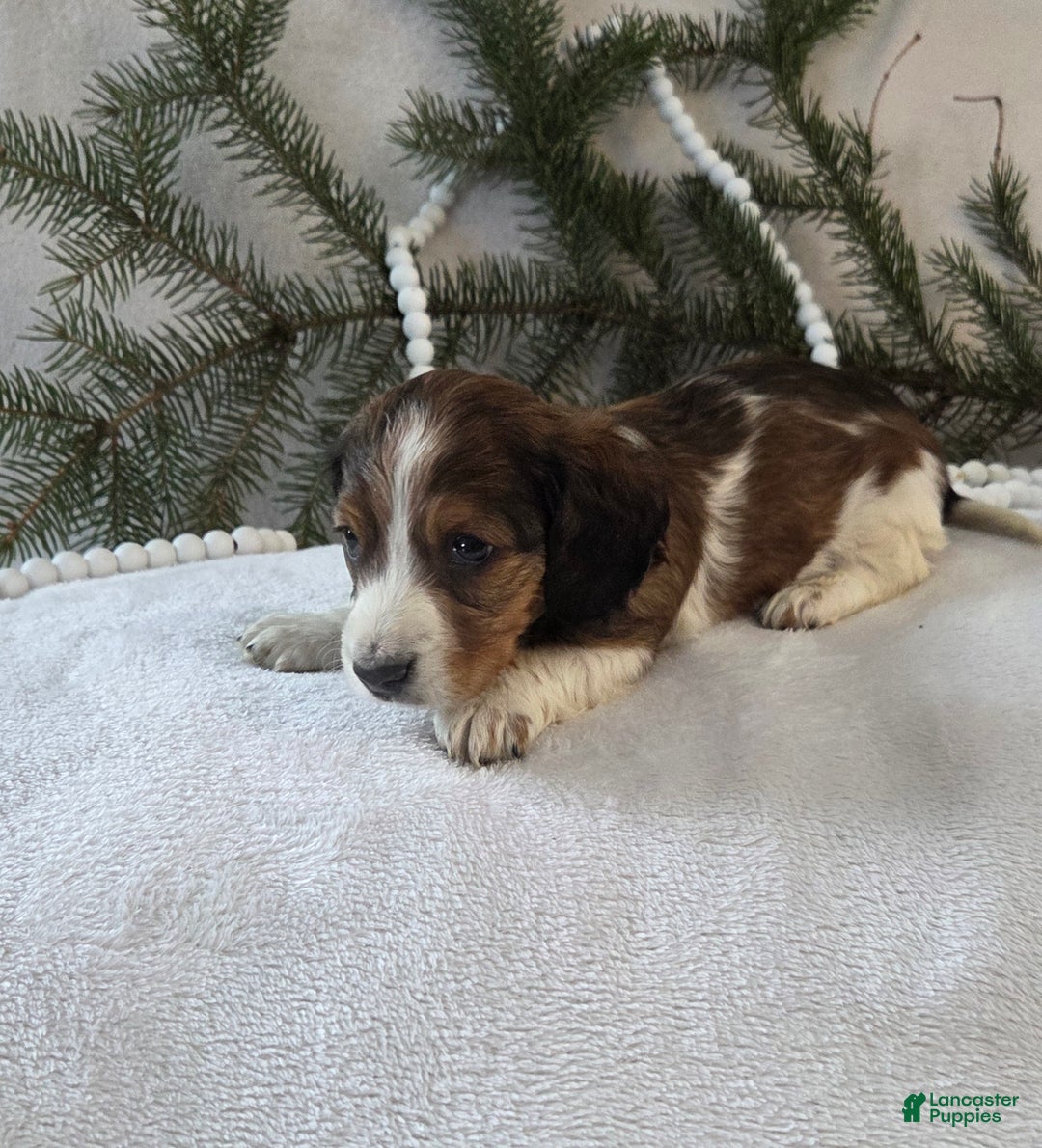 Miniature Dachshund dogs for sale: Peppermint  - Ad 11